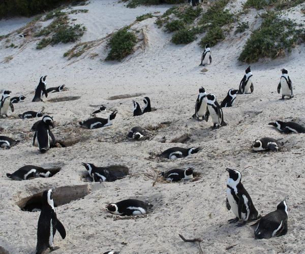 south áfrica, cape town, penguin, beach, cape, africa, nature, animal, boulders, sand, cute, travel, vacation