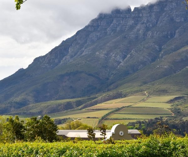 south africa, franschhoek, nature, tree, travel, vineyard, mountain, franschhoek, franschhoek, franschhoek, franschhoek, franschhoek