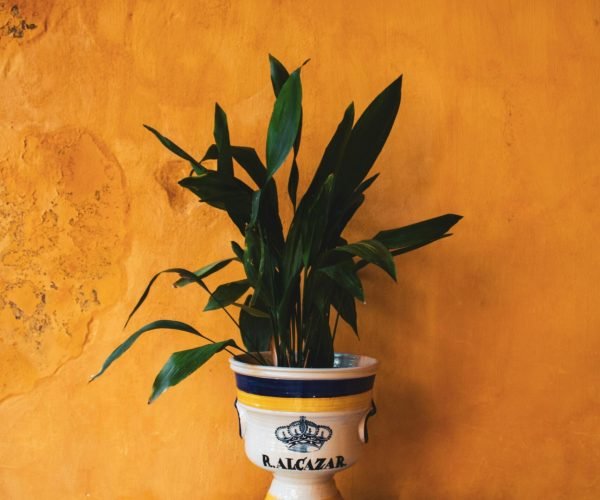Elegant plant in Alcázar pot on marble pedestal with rustic yellow wall background.